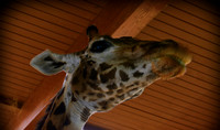 giraffe (2)