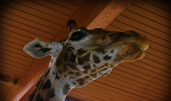giraffe (2)