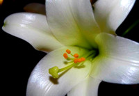 upclose easter lily edit (2)