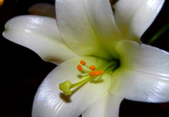 upclose easter lily edit (2)
