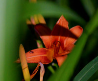 ladybug on flower (2)