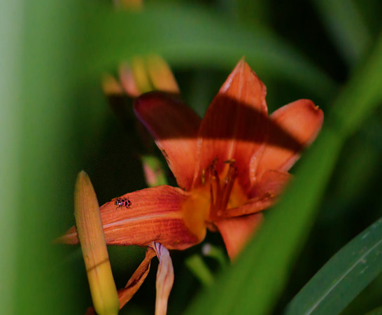 ladybug on flower (2)
