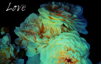 rose (2)