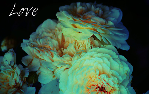rose (2)