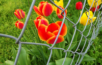 marcias tulips edit (2)